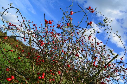 Wild red honeysuckle berries in the English countryside.Shot taken in Autumn 2013.