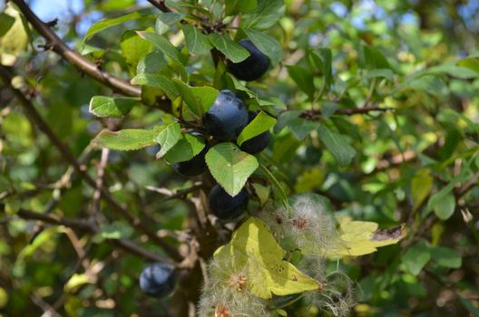 Damson berries ready for picking to make jam or gin.