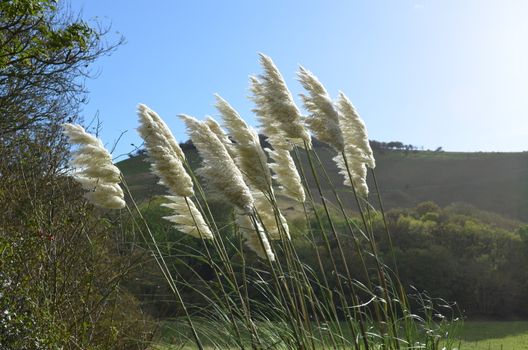 Pampas grass swaying in the wind with the South Downs in the background.Shot taken in Autumn 2013.