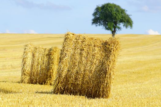 straw bales ,isolated tree in the background