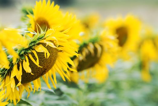 sunflowers