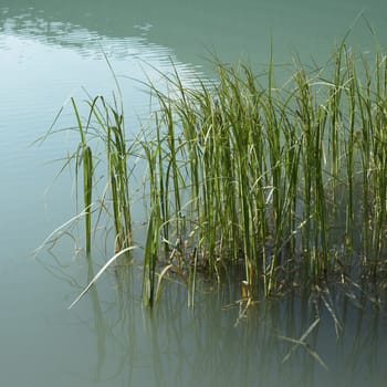 Long green grass growing in turquoise lake