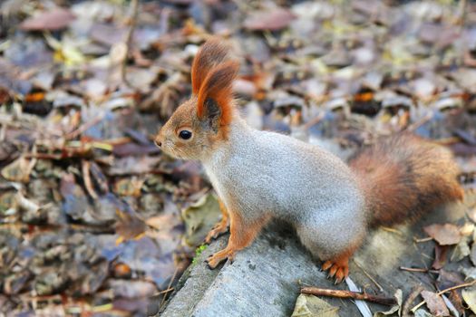 squirrel standing on the ground on his hind legs