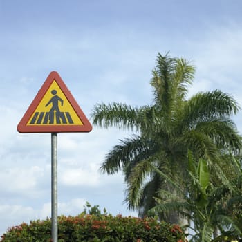 Pedestrian crossing sign with palm trees in the background