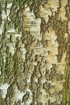 birch bark background