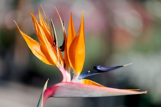 Bird of paradise - Strelitzia reginae