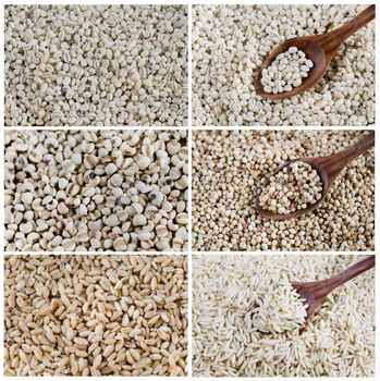 Collage from photographs of  grains , ( chinese pearl baley, rice, wheat , barley )