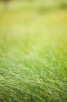 Abstract moisture grass background