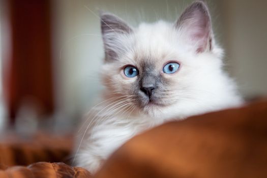 Sacred birman kitty