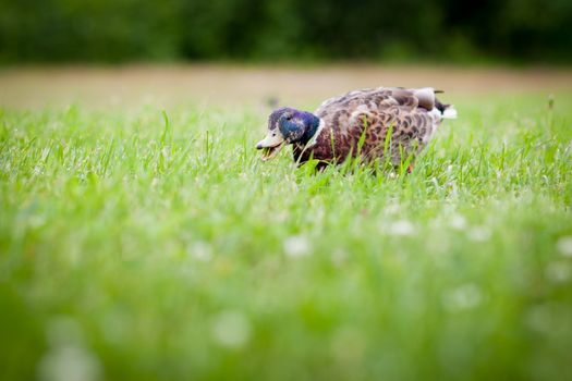 Funny duck eating grass crazy bokeh