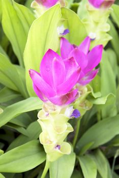 garden flowers blooming curcuma alismatifolia green nature.