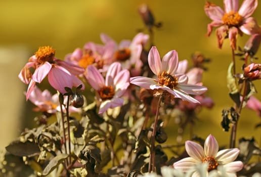 Autumn flowers in the garden