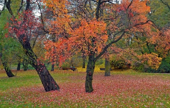 Park in autumn season.
