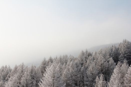 Winter forest in mountains with snowy firs