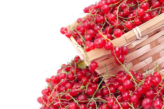 Harvested red currant berries in a small basket isolated on white background