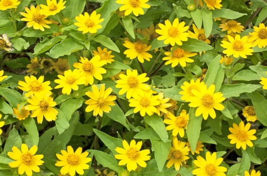 Little yellow flowers bloom all season park greenery.