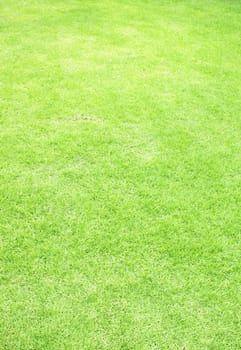 Photo of the beautiful green grass texture