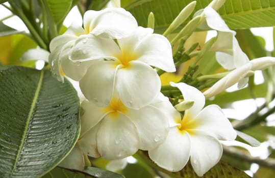 white and yellow frangipani flowers with leaves in background