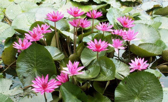 Lotus leaf  droplets Water  on Lotus leaf