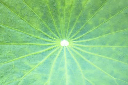 Lotus leaf  droplets Water  on Lotus leaf