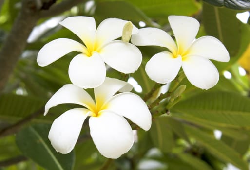 white and yellow frangipani flowers with leaves in background