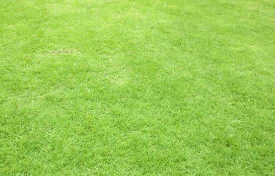 Photo of the beautiful green grass texture