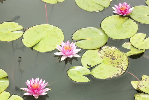 Yellow lotus flower in pond nature background.