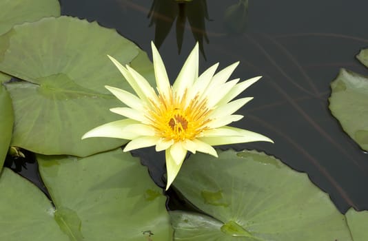 Lotus flowers on a black background in the pond.