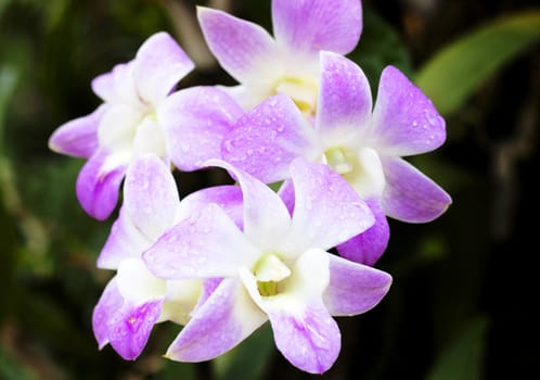 Pink orchid blossom in the garden of flowers.