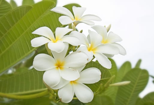 white and yellow frangipani flowers with leaves in background