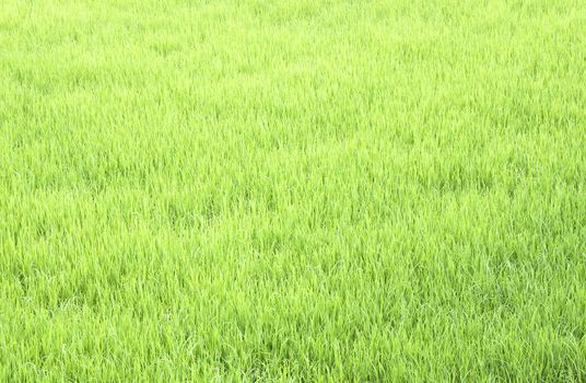 Rice fields, paddy rice in field green.