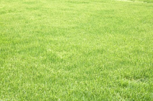 Rice fields, paddy rice in field green.