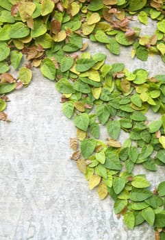 The Green Creeper Plant on the Wall