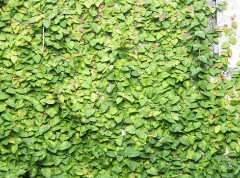 The Green Creeper Plant on the Wall