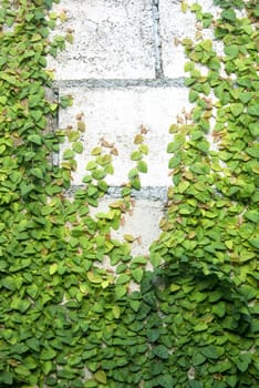 The Green Creeper Plant on the Wall