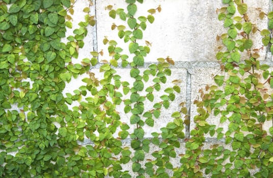 The Green Creeper Plant on the Wall