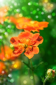 Beautiful spring red garden flowers