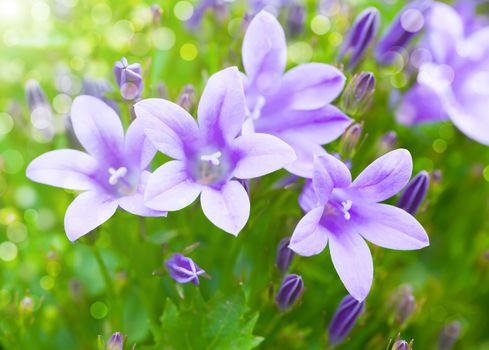 Beautiful spring background with campanula bouquet.