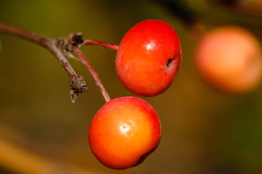 Berries and branches in the autumn forest close-up shot