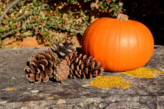Fir cones and pumpkin in warm autumn sunlight