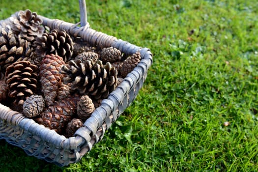 Closeup of a woven basket full of fir cones on grass with copy space