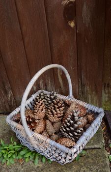 Fir cones of varying sizes in a woven basket by a wooden door