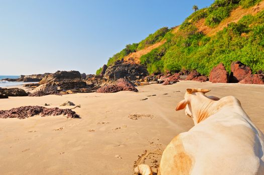 Cow on the rocky beach Goa in India