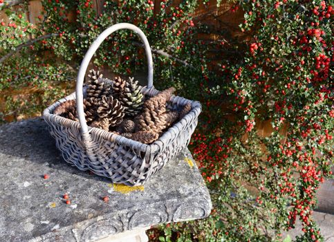 Fir cones in a rustic basket against a background of red cotoneaster berries