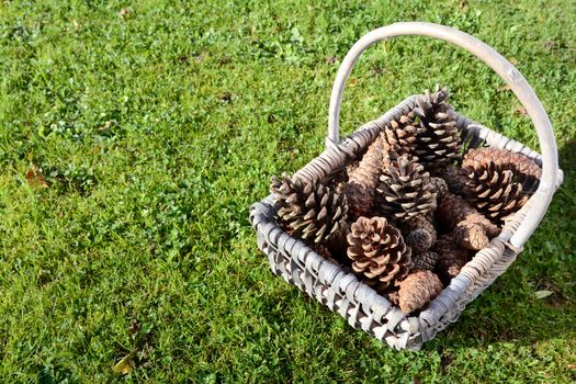 Pine cones in a woven basket on green grass with copy space