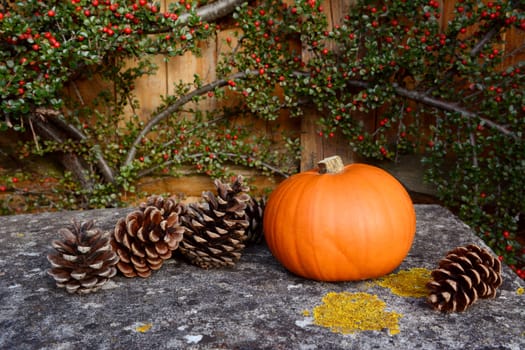 Small pumpkin and fir cones on a stone bench with background of red cotoneaster berries