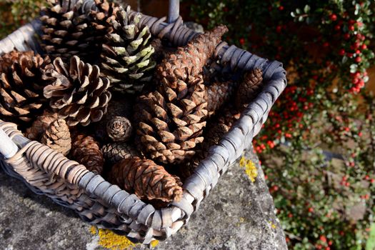 Closeup of basket of pine cones on a stone bench with red cotoneaster berries behind