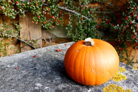 Orange pumpkin on lichen-covered stone bench in front of cotoneaster 