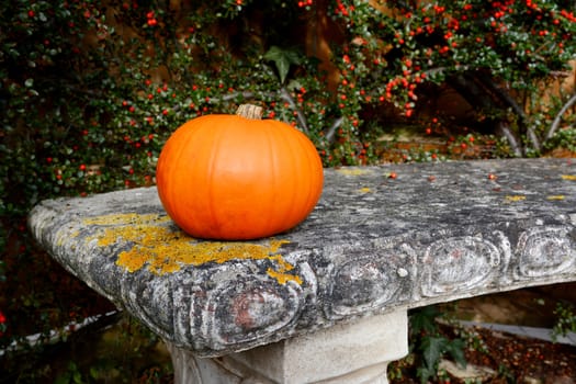 Bright orange gourd on a lichen-covered stone bench with red cotoneaster berries