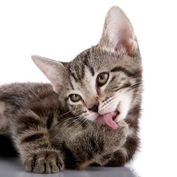 Striped not purebred kitten. Kitten on a white background. Small predator. Small cat.